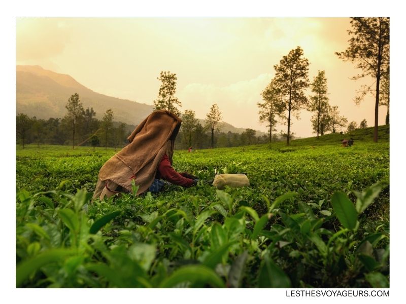 cuiellette dans le darjeeling